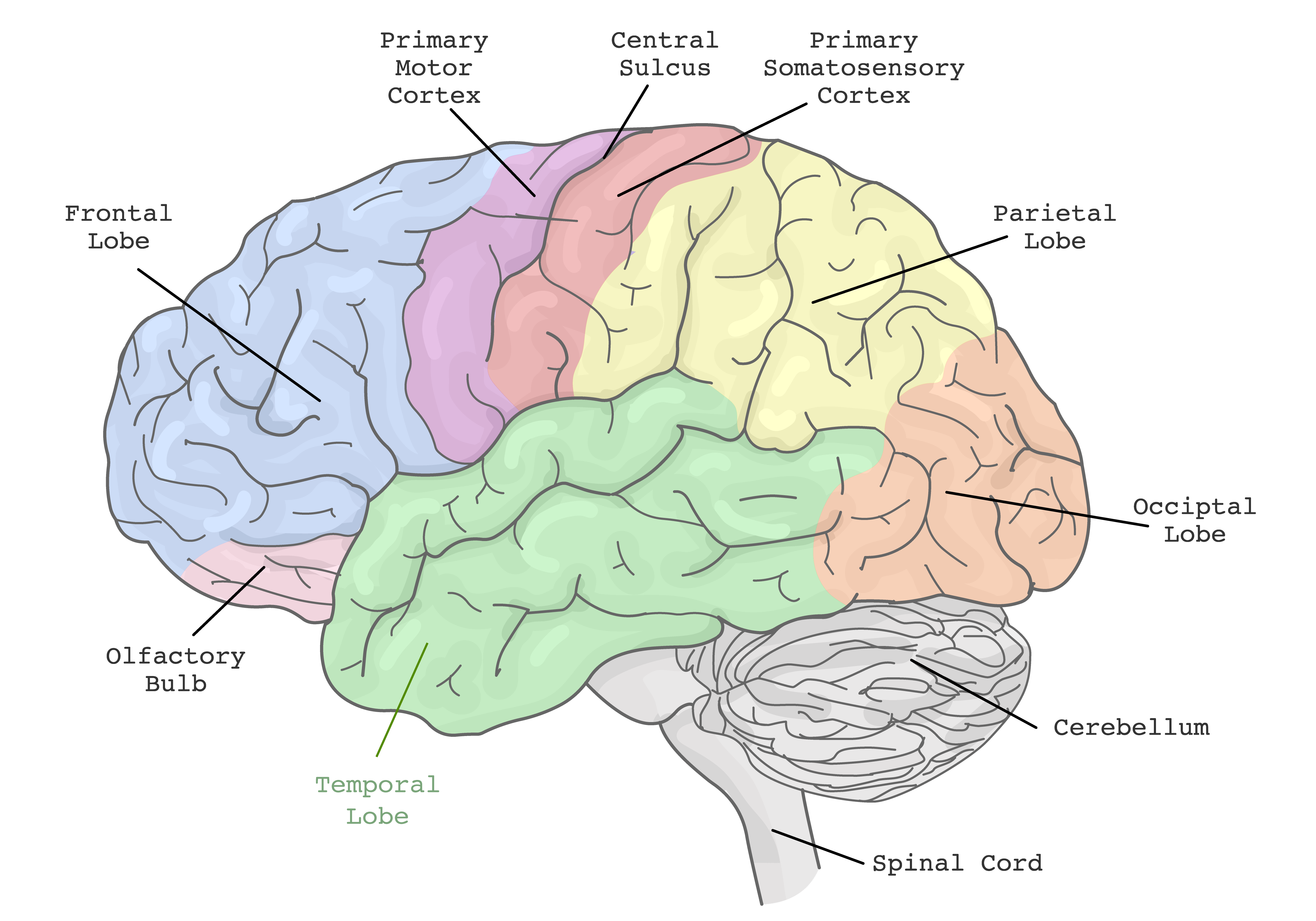 PD Brain Atlas