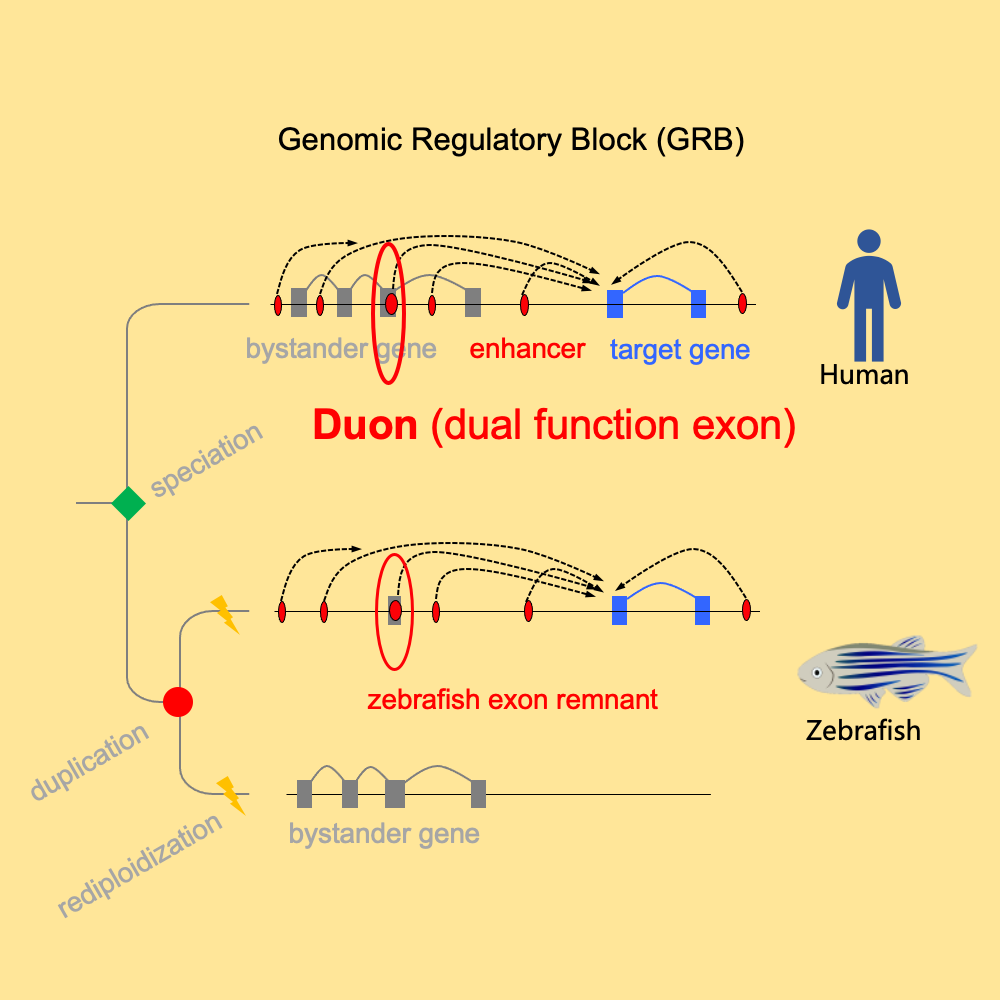 Exonic remnants of whole-genome duplication reveal cis-regulatory function of coding exons.