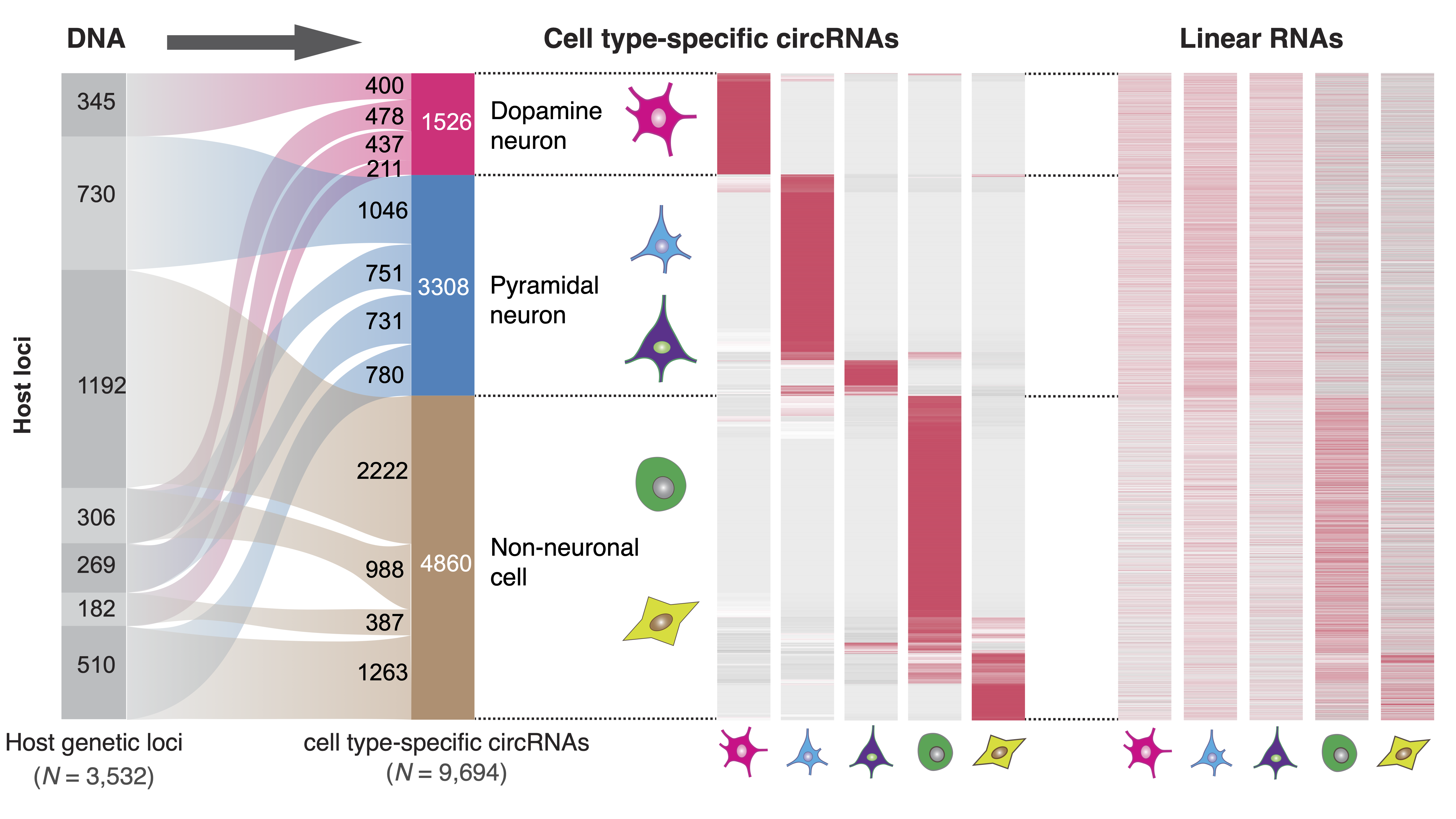 Circular RNAs in the human brain are tailored to neuron identity and neuropsychiatric disease.