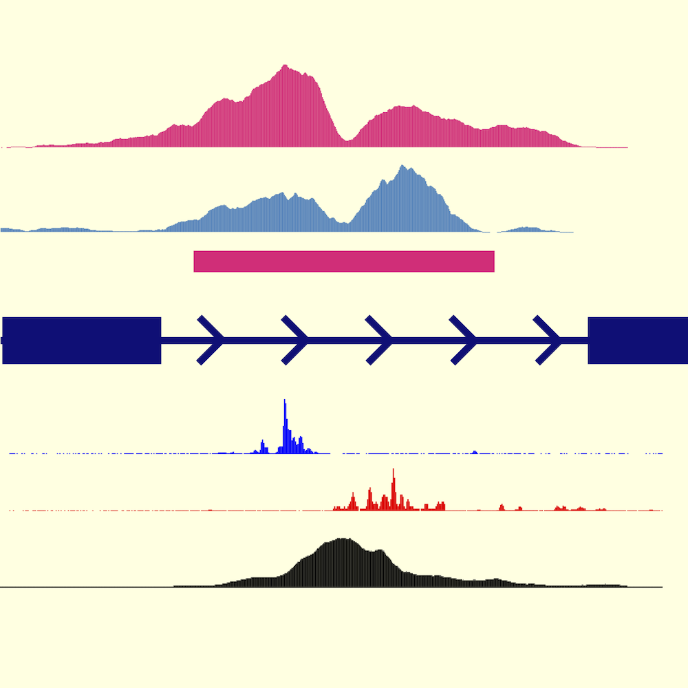 Enhancers active in dopamine neurons are a primary link between genetic variation and neuropsychiatric disease.